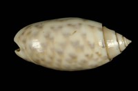 藏品(寶島榧螺)的圖片